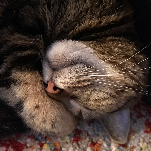 Meet your Posher, Rob - Picture 1 of 1